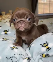 Chocolate pug female Mishka, a female Pug for sale in Brewster, NY – 1 of 3