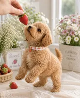 Peter , a male Poodle - Toy  for sale in Brewster, NY – 1 of 3