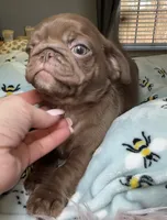 Chocolate pug female Mishka, a female Pug for sale in Brewster, NY – 3 of 3