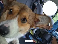 Tubs, a male Pembroke Welsh Corgi for sale in Springfield, MO – 2 of 4