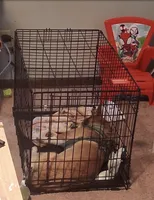 Tubs, a male Pembroke Welsh Corgi for sale in Springfield, MO – 3 of 4