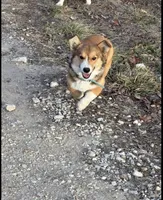 Tubs, a male Pembroke Welsh Corgi for sale in Springfield, MO – 4 of 4