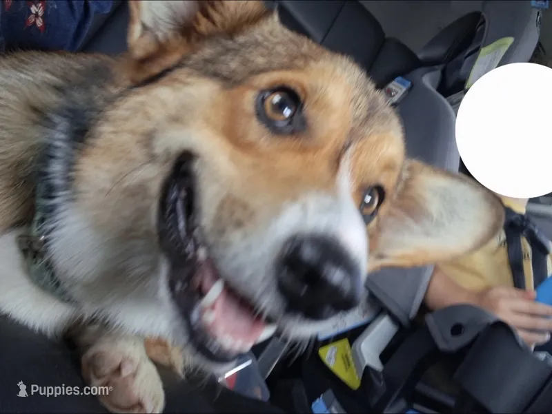 Tubs – Pembroke Welsh Corgi puppy for sale in Springfield, MO