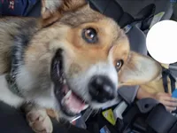 Tubs, a male Pembroke Welsh Corgi for sale in Springfield, MO – 1 of 4