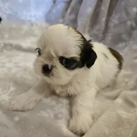 AKC Emmy, a female Shih Tzu for sale in Littleton, CO – Photo 8 of 9