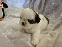 AKC Denver C, a female Shih Tzu for sale in Littleton, CO – Photo 7 of 9