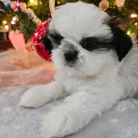 AKC Emmy, a female Shih Tzu for sale in Littleton, CO – Photo 1 of 9