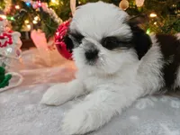 AKC Denver C, a female Shih Tzu for sale in Littleton, CO – Photo 4 of 9