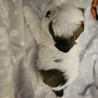 AKC Emmy, a female Shih Tzu for sale in Littleton, CO – Photo 2 of 9