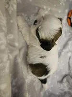 AKC Denver C, a female Shih Tzu for sale in Littleton, CO – Photo 6 of 9