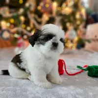 AKC Emmy, a female Shih Tzu for sale in Littleton, CO – Photo 5 of 9