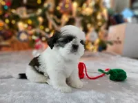 AKC Denver C, a female Shih Tzu for sale in Littleton, CO – Photo 2 of 9