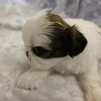 AKC Emmy, a female Shih Tzu for sale in Littleton, CO – Photo 3 of 9