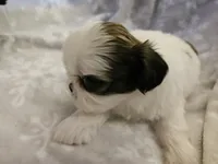 AKC Denver C, a female Shih Tzu for sale in Littleton, CO – Photo 8 of 9