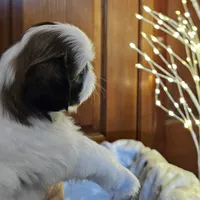 AKC Emmy, a female Shih Tzu for sale in Littleton, CO – Photo 7 of 9