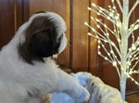 AKC Denver C, a female Shih Tzu for sale in Littleton, CO – Photo 3 of 9