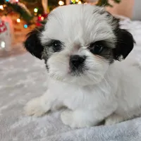 AKC Emmy, a female Shih Tzu for sale in Littleton, CO – Photo 6 of 9