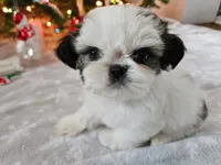 AKC Denver C, a female Shih Tzu for sale in Littleton, CO – Photo 1 of 9