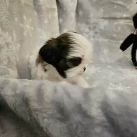 AKC Emmy, a female Shih Tzu for sale in Littleton, CO – Photo 4 of 9