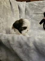 AKC Denver C, a female Shih Tzu for sale in Littleton, CO – Photo 5 of 9