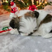 AKC Emmy, a female Shih Tzu for sale in Littleton, CO – Photo 9 of 9