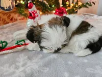AKC Denver C, a female Shih Tzu for sale in Littleton, CO – Photo 9 of 9