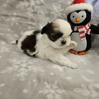 AKC Denver A, a female Shih Tzu for sale in Littleton, CO – Photo 3 of 7