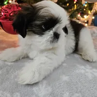 AKC Denver A, a female Shih Tzu for sale in Littleton, CO – Photo 1 of 7