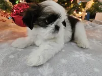 processed/3e2a965c-b266-4b9d-a3bf-5f0de117c853/listing/2f4ec732-1a47-4a20-9173-14076756b4a7/38aa1b97-c051-4796-b948-02aa9dadac3a