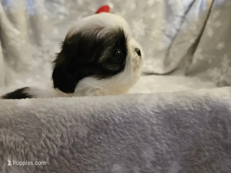 AKC Sophie – Shih Tzu puppy for sale in Littleton, CO