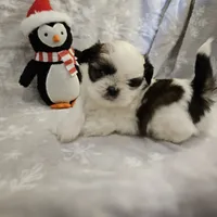 AKC Denver A, a female Shih Tzu for sale in Littleton, CO – Photo 2 of 7