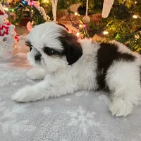 AKC Denver A, a female Shih Tzu for sale in Littleton, CO – Photo 7 of 7