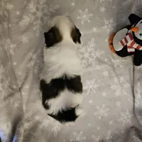 AKC Denver A, a female Shih Tzu for sale in Littleton, CO – Photo 6 of 7