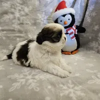 AKC Denver A, a female Shih Tzu for sale in Littleton, CO – Photo 5 of 7