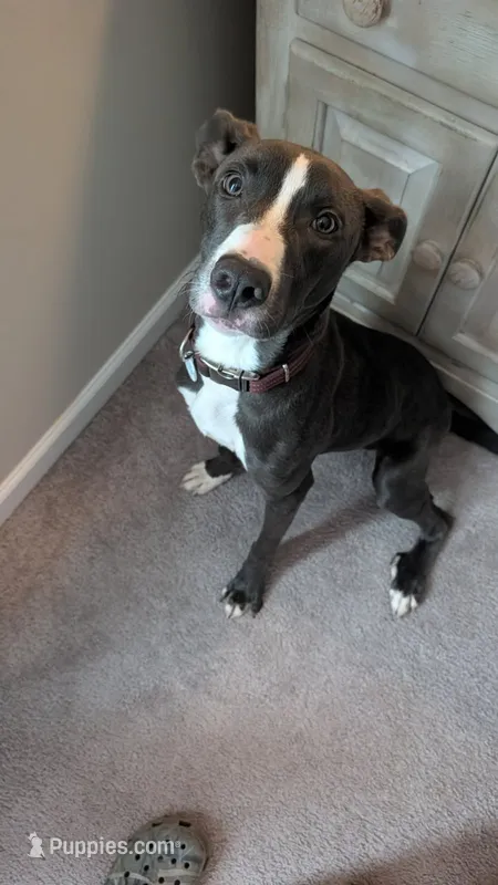 Beans  – American Pit Bull Terrier puppy for sale in Smithfield, NC