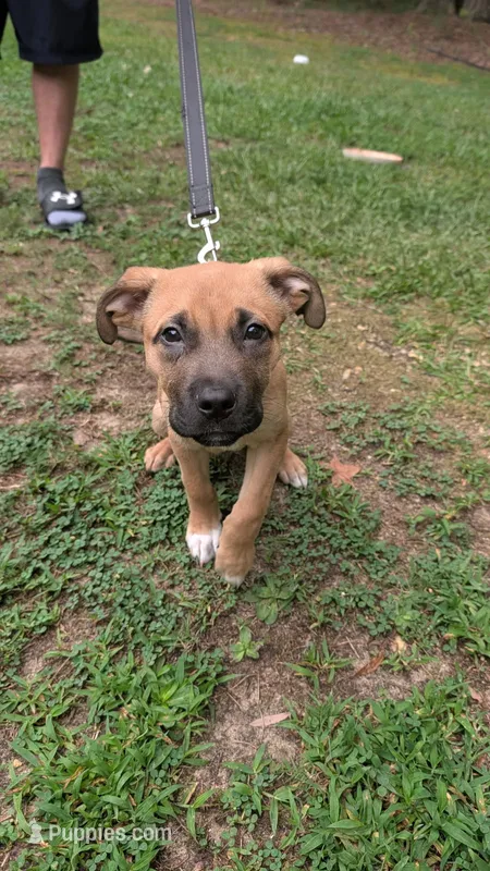 Scooby – American Pit Bull Terrier, American Mastiff puppy for sale in Smithfield, NC