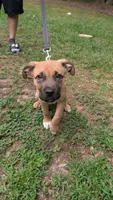 Scooby, a male American Pit Bull Terrier and American Mastiff for sale in Smithfield, NC – 1 of 2