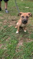 Scooby, a male American Pit Bull Terrier and American Mastiff for sale in Smithfield, NC – 2 of 2
