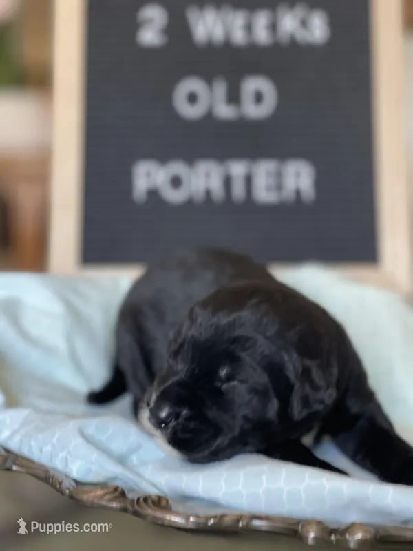 Giant Schnoodle “Porter”