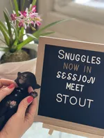 Giant Schnoodle “Stout”, a male Giant Schnauzer and Poodle - Standard  for sale in Lake Placid, FL – Photo 4 of 6