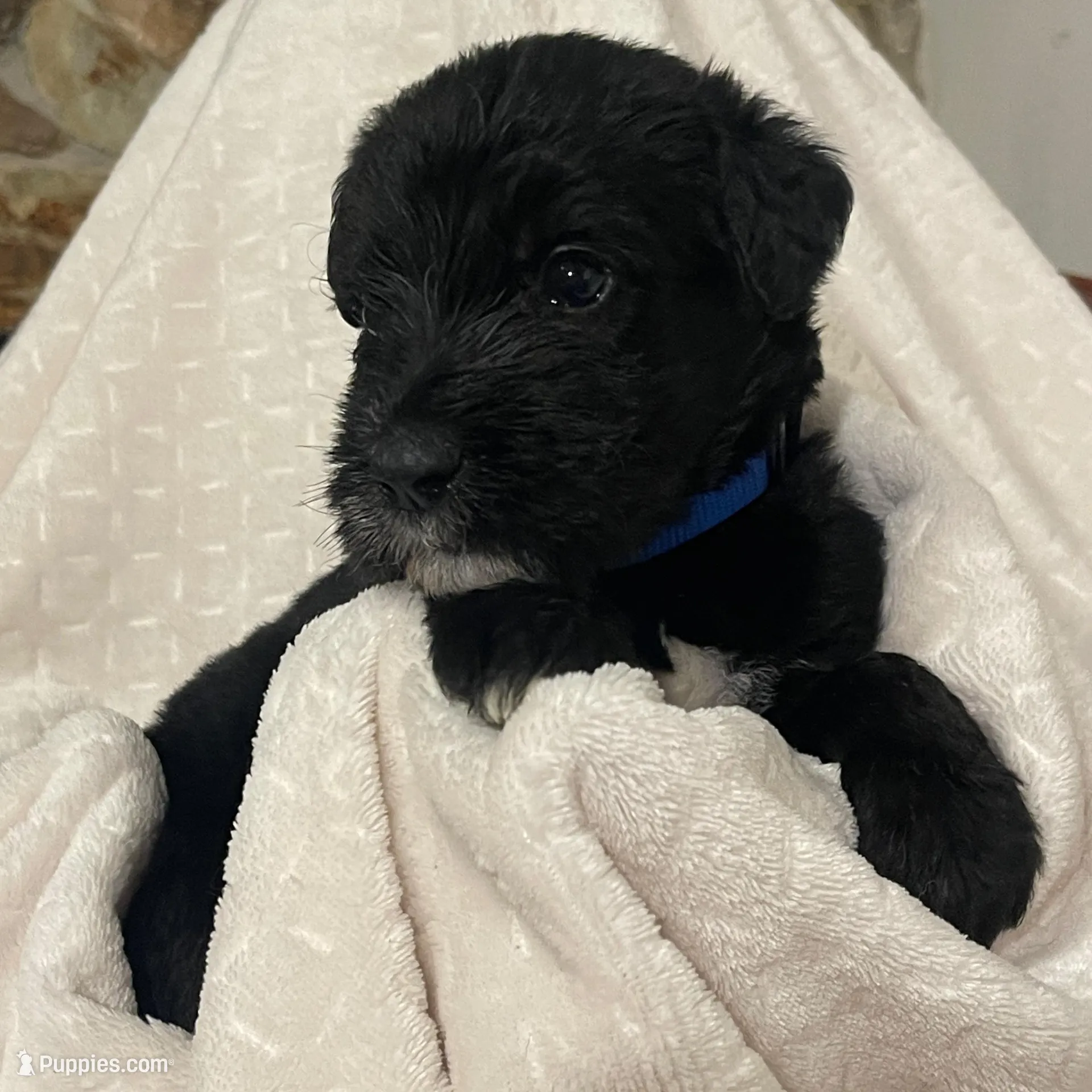 Giant Schnoodle “Stout” – Giant Schnauzer, Poodle - Standard  puppy for sale in Lake Placid, FL