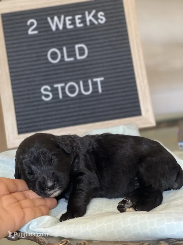 Giant Schnoodle “Stout”