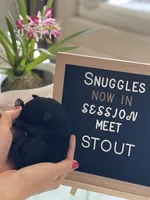 Giant Schnoodle “Stout”, a male Giant Schnauzer and Poodle - Standard  for sale in Lake Placid, FL – Photo 2 of 6