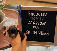 Giant Schnoodle “Guinness”, a male Giant Schnauzer and Poodle - Standard  for sale in Lake Placid, FL – Photo 1 of 4