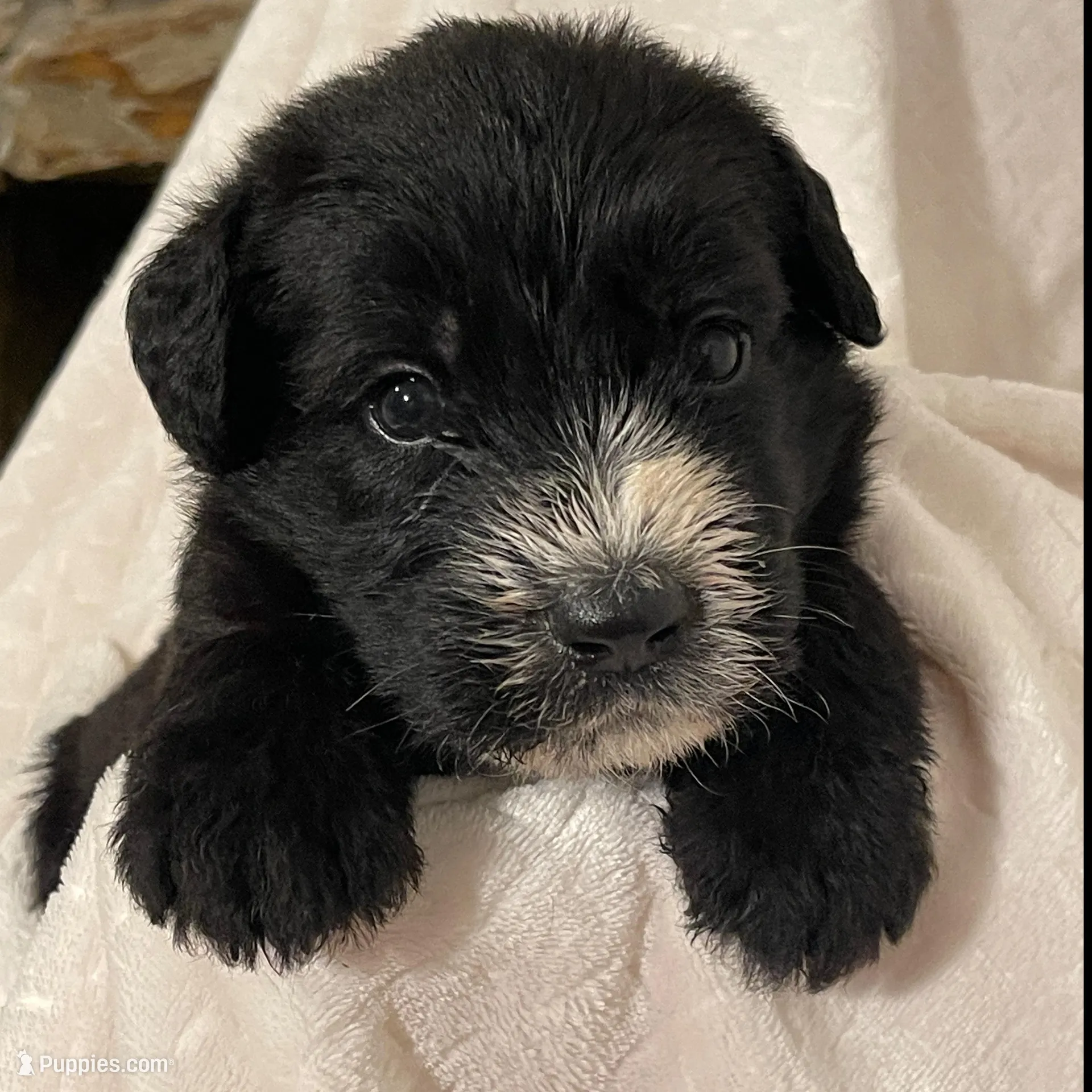 Giant Schnoodle “Guinness” – Giant Schnauzer, Poodle - Standard  puppy for sale in Lake Placid, FL