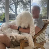 Giant Schnoodle!, a male Giant Schnauzer and Poodle - Standard  for sale in Lake Placid, FL – Photo 2 of 5