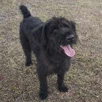 Giant Schnoodle!, a male Giant Schnauzer and Poodle - Standard  for sale in Lake Placid, FL – Photo 5 of 5