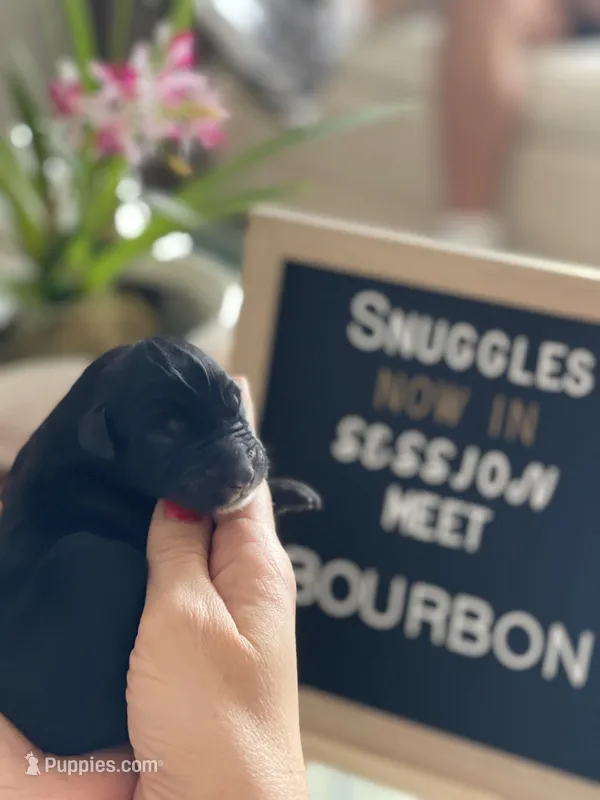 Giant Schnoodle “Bourbon