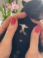 Giant Schnoodle “Bourbon, a male Giant Schnauzer and Poodle - Standard  for sale in Lake Placid, FL – Photo 3 of 7