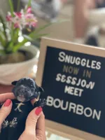 Giant Schnoodle “Bourbon, a male Giant Schnauzer and Poodle - Standard  for sale in Lake Placid, FL – Photo 2 of 7